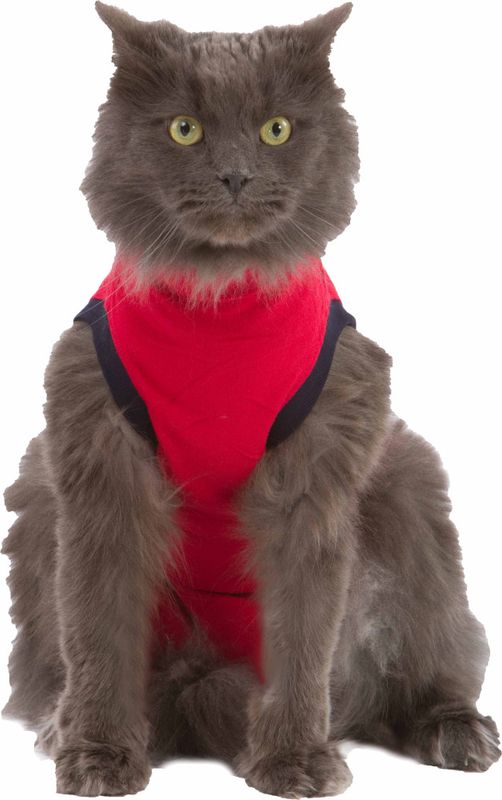 MPS body katt
