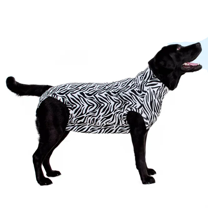 Hovedbilde Zebrabody Hund MPS