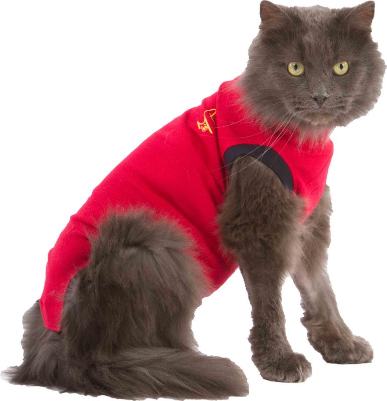 MPS body katt